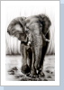 Elefant 45x35cm Elefant 45x35cm